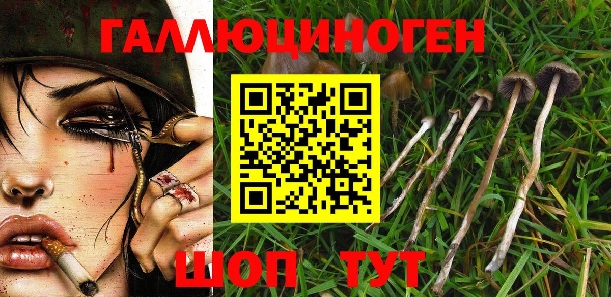 Галлюциногенные грибы Psilocybine cubensis Луга
